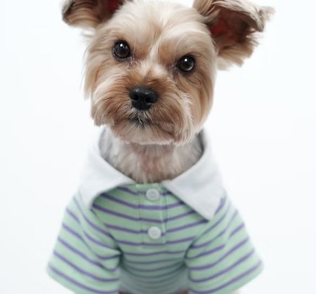 DogSalon LOOPの看板犬ジャグ（ヨークシャーテリア）